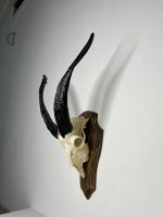 جمجمه و شاخ کل اهلی پاکسازی شده مدل 27/  Goat-model-27 - Image 6