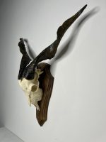جمجمه و شاخ کل اهلی طبیعی پاکسازی شده مدل 8/  Goat-model-8 - Image 6
