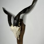 جمجمه و شاخ کل اهلی طبیعی پاکسازی شده مدل 23/  Goat-model-23