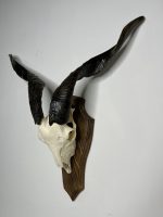 جمجمه و شاخ کل اهلی طبیعی پاکسازی شده مدل 23/  Goat-model-23