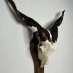 جمجمه و شاخ کل اهلی پاکسازی شده مدل 22 /  Goat-model-22