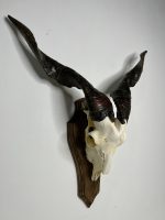جمجمه و شاخ کل اهلی پاکسازی شده مدل 22 /  Goat-model-22