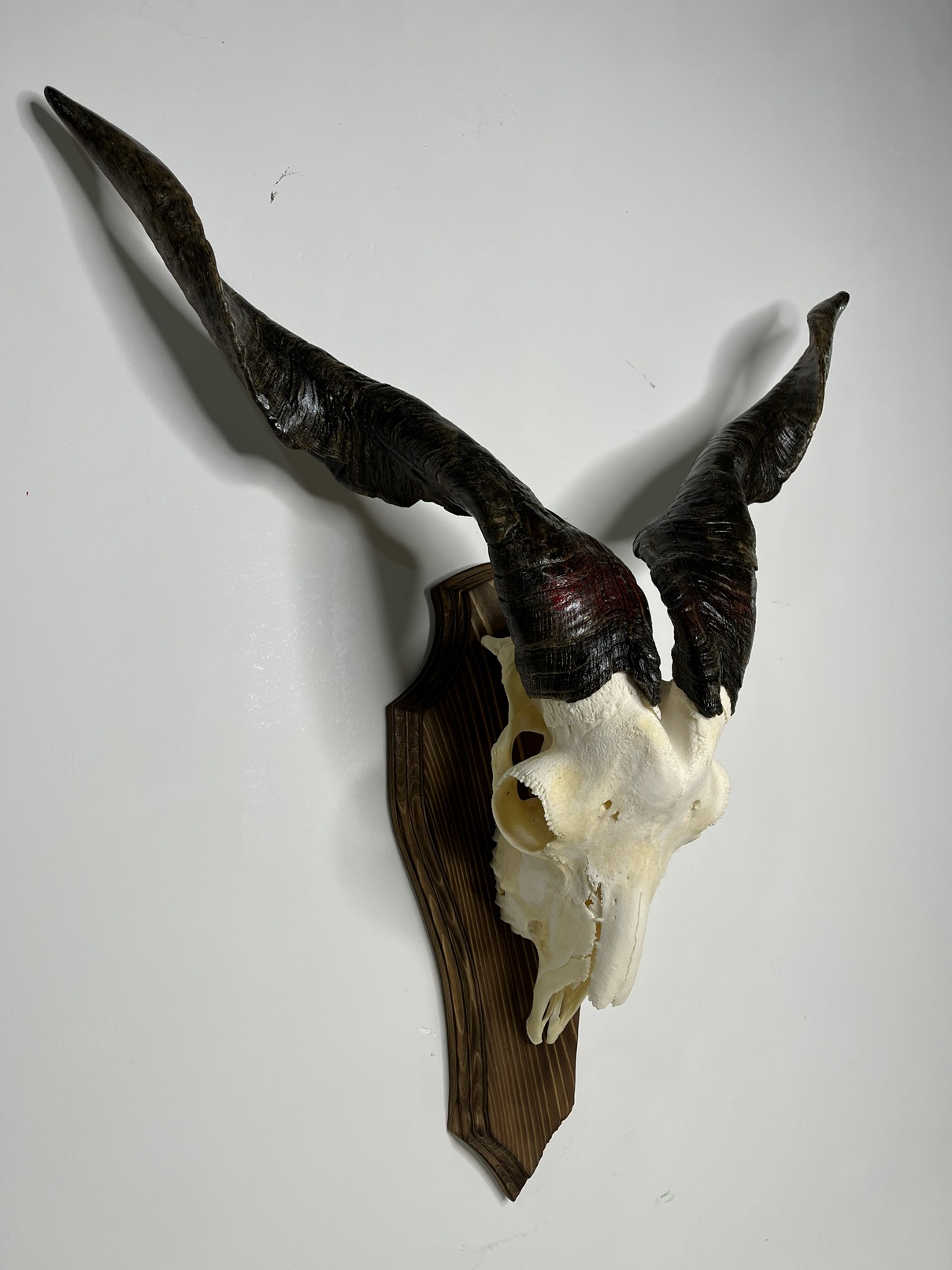 6 جمجمه و شاخ کل اهلی پاکسازی شده مدل 22 / Goat-model-22 - Image 1