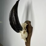 جمجمه و شاخ کل اهلی طبیعی پاکسازی شده مدل 20/  Goat-model-20