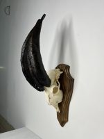 جمجمه و شاخ کل اهلی طبیعی پاکسازی شده مدل 20/  Goat-model-20
