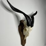 جمجمه و شاخ کل اهلی طبیعی پاکسازی شده مدل 21/  Goat-model-21