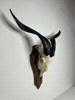جمجمه و شاخ کل اهلی طبیعی پاکسازی شده مدل 21/  Goat-model-21