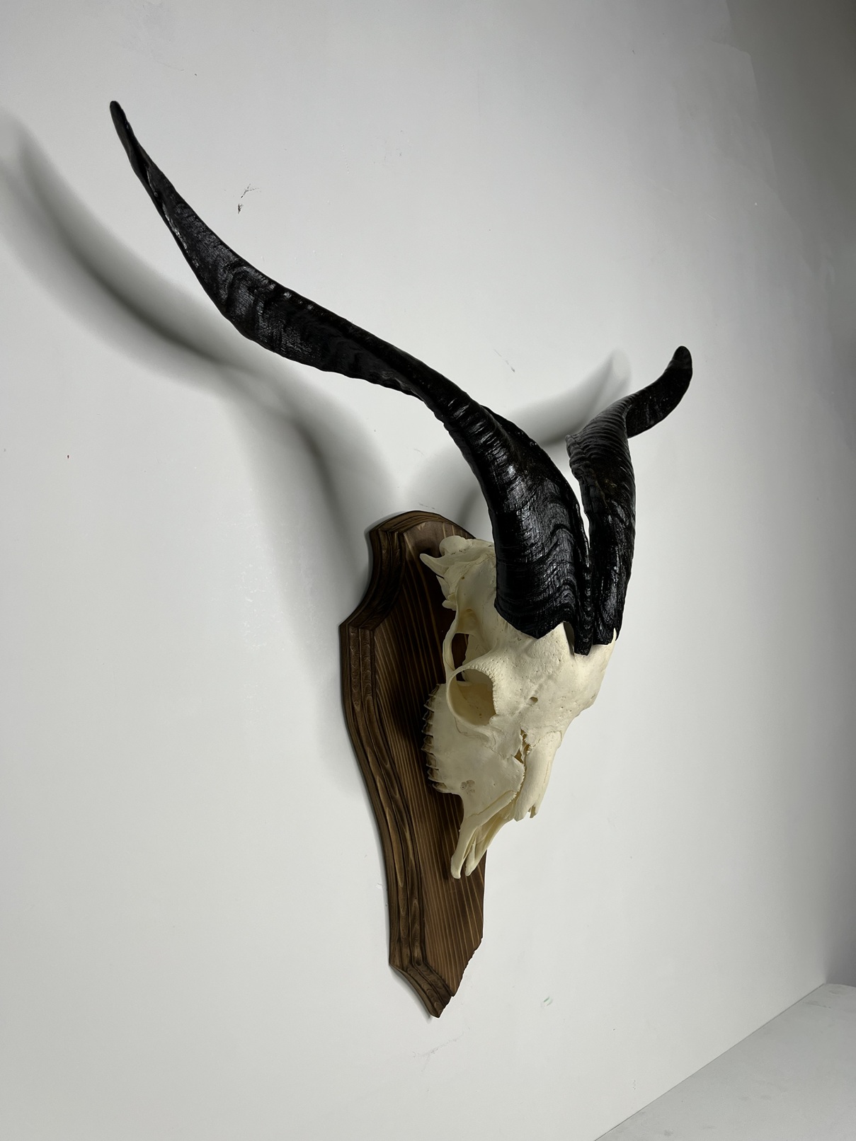 6 جمجمه و شاخ کل اهلی طبیعی پاکسازی شده مدل 21/ Goat-model-21 - Image 1