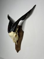 جمجمه و شاخ کل اهلی طبیعی پاکسازی شده مدل 3/  Goat-model-3 - Image 7