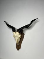جمجمه و شاخ کل اهلی طبیعی پاکسازی شده مدل 16/  Goat-model-16 - Image 6