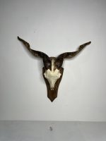 جمجمه و شاخ کل اهلی طبیعی پاکسازی شده مدل 32/  Goat-model-32 - Image 7