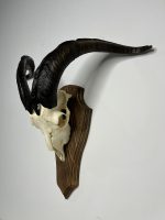 جمجمه و شاخ کل اهلی طبیعی پاکسازی شده مدل 104/  Goat-model-104 - Image 7