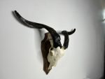 جمجمه و شاخ کل اهلی طبیعی پاکسازی شده مدل 4/  Goat-model-4 - Image 7