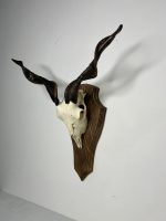 جمجمه و شاخ کل اهلی طبیعی پاکسازی شده مدل 13/  Goat-model-13 - Image 7