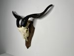 جمجمه و شاخ کل اهلی طبیعی پاکسازی شده مدل 22-1/  Goat-model-22-1 - Image 7