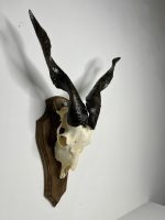 جمجمه و شاخ کل اهلی پاکسازی شده مدل 26 /  Goat-model-26 - Image 7