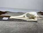 جمجمه طبیعی پرنده باکلان - مدل 50/ Cormorant Skull -  model -50 - Image 5