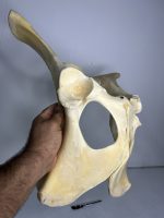 استخوان طبیعی لگن گاو مدل 1 / model-1 - Image 5