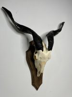 جمجمه و شاخ کل اهلی پاکسازی شده مدل 25 /  Goat-model-25 - Image 7