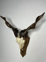 جمجمه و شاخ کل اهلی پاکسازی شده مدل 30 /  Goat-model-30 - Image 7