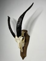 جمجمه و شاخ کل اهلی پاکسازی شده مدل 27/  Goat-model-27 - Image 7