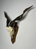 جمجمه و شاخ کل اهلی طبیعی پاکسازی شده مدل 8/  Goat-model-8 - Image 7