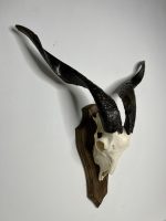 جمجمه و شاخ کل اهلی طبیعی پاکسازی شده مدل 23/  Goat-model-23 - Image 7