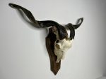 جمجمه و شاخ کل اهلی طبیعی پاکسازی شده مدل 29/  Goat-model-29 - Image 6