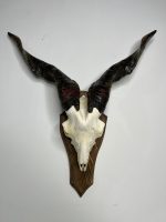 جمجمه و شاخ کل اهلی پاکسازی شده مدل 22 /  Goat-model-22 - Image 8