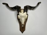 جمجمه و شاخ کل اهلی طبیعی پاکسازی شده مدل 29/  Goat-model-29