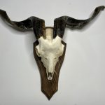 جمجمه و شاخ کل اهلی طبیعی پاکسازی شده مدل 29/  Goat-model-29