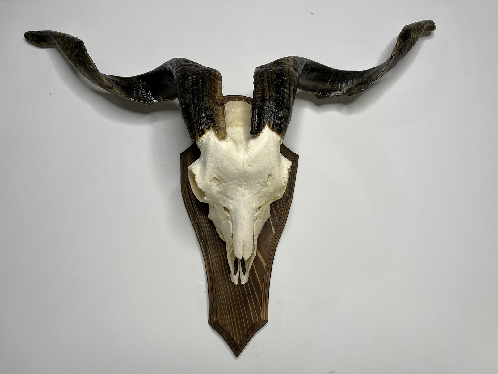7 جمجمه و شاخ کل اهلی طبیعی پاکسازی شده مدل 29/ Goat-model-29 - Image 1
