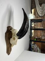 جمجمه و شاخ کل اهلی طبیعی پاکسازی شده مدل 20/  Goat-model-20 - Image 7