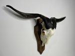 جمجمه و شاخ کل اهلی طبیعی پاکسازی شده مدل 90/  Goat-model-90