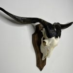 جمجمه و شاخ کل اهلی طبیعی پاکسازی شده مدل 90/  Goat-model-90