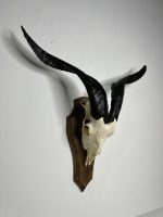 جمجمه و شاخ کل اهلی طبیعی پاکسازی شده مدل 21/  Goat-model-21 - Image 8