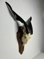 جمجمه و شاخ کل اهلی طبیعی پاکسازی شده مدل 3/  Goat-model-3 - Image 8