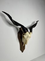 جمجمه و شاخ کل اهلی طبیعی پاکسازی شده مدل 16/  Goat-model-16 - Image 7