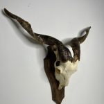 جمجمه و شاخ کل اهلی طبیعی پاکسازی شده مدل 32/  Goat-model-32