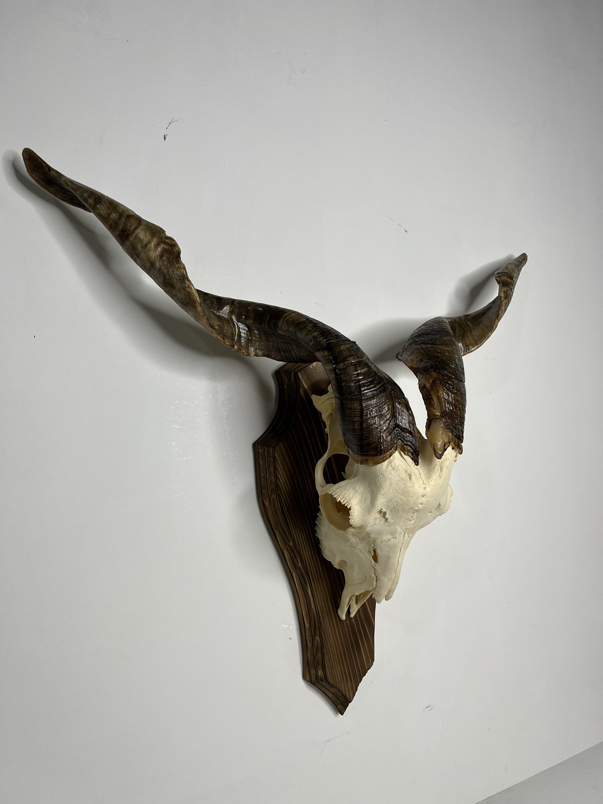 7 جمجمه و شاخ کل اهلی طبیعی پاکسازی شده مدل 32/ Goat-model-32 - Image 1