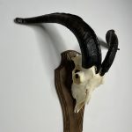 جمجمه و شاخ کل اهلی طبیعی پاکسازی شده مدل 104/  Goat-model-104