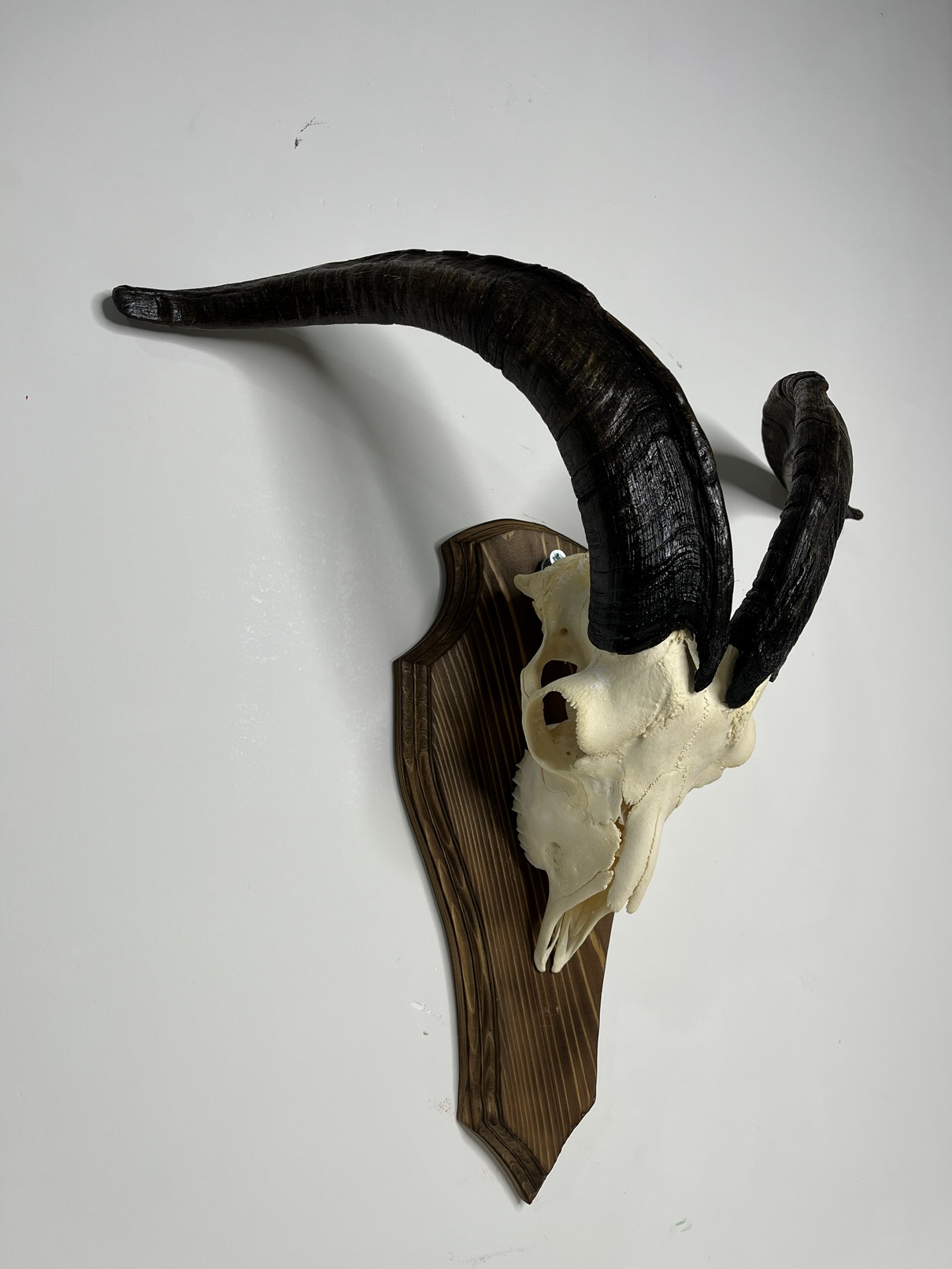 7 جمجمه و شاخ کل اهلی طبیعی پاکسازی شده مدل 104/ Goat-model-104 - Image 1