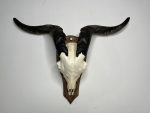 جمجمه و شاخ کل اهلی طبیعی پاکسازی شده مدل 4/  Goat-model-4 - Image 8