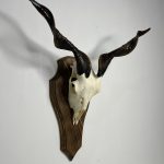 جمجمه و شاخ کل اهلی طبیعی پاکسازی شده مدل 13/  Goat-model-13