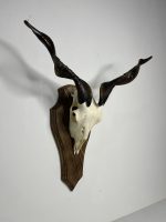 جمجمه و شاخ کل اهلی طبیعی پاکسازی شده مدل 13/  Goat-model-13