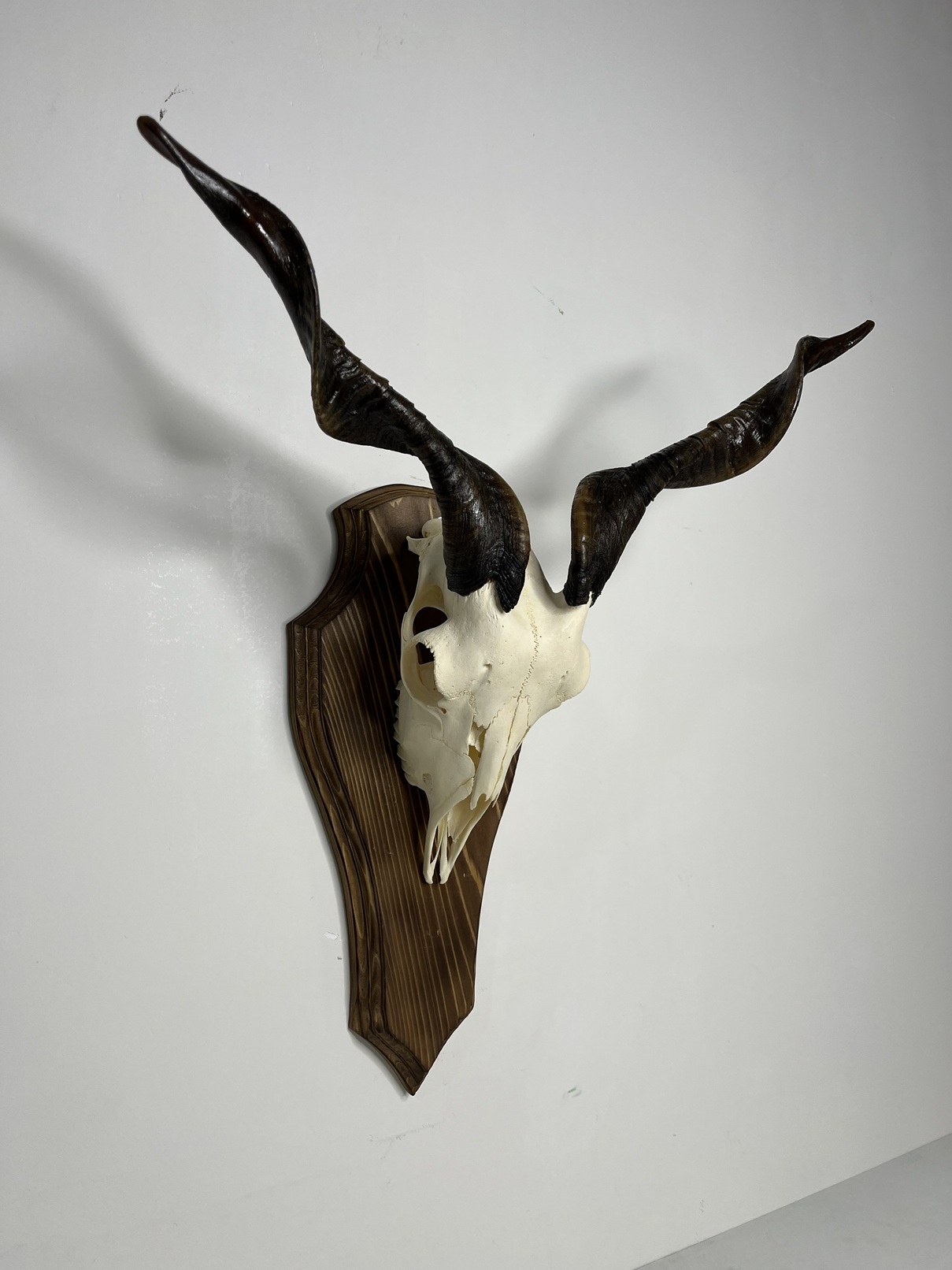 7 جمجمه و شاخ کل اهلی طبیعی پاکسازی شده مدل 13/ Goat-model-13 - Image 1