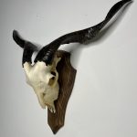 جمجمه و شاخ کل اهلی پاکسازی شده مدل 9 /  Goat-model-9