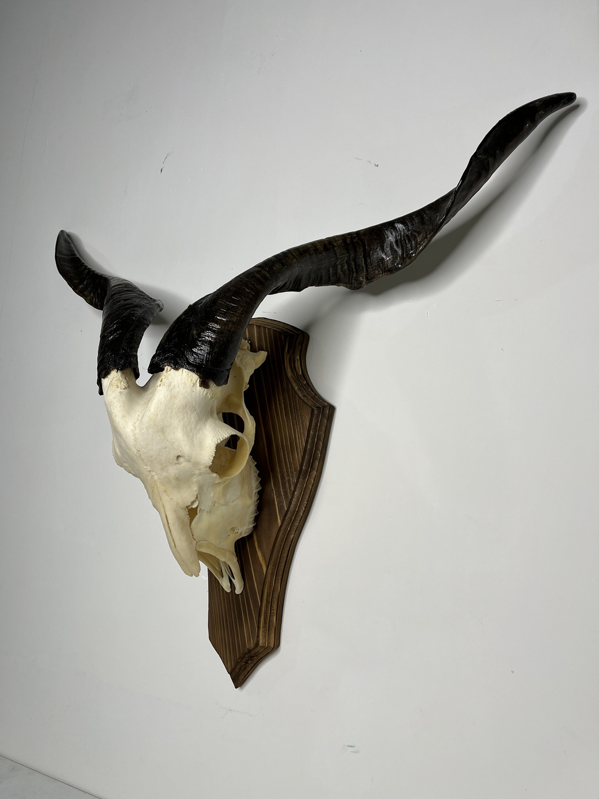 7 جمجمه و شاخ کل اهلی پاکسازی شده مدل 9 / Goat-model-9 - Image 1