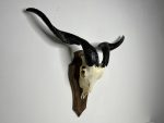 جمجمه و شاخ کل اهلی طبیعی پاکسازی شده مدل 22-1/  Goat-model-22-1