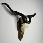 جمجمه و شاخ کل اهلی طبیعی پاکسازی شده مدل 22-1/  Goat-model-22-1